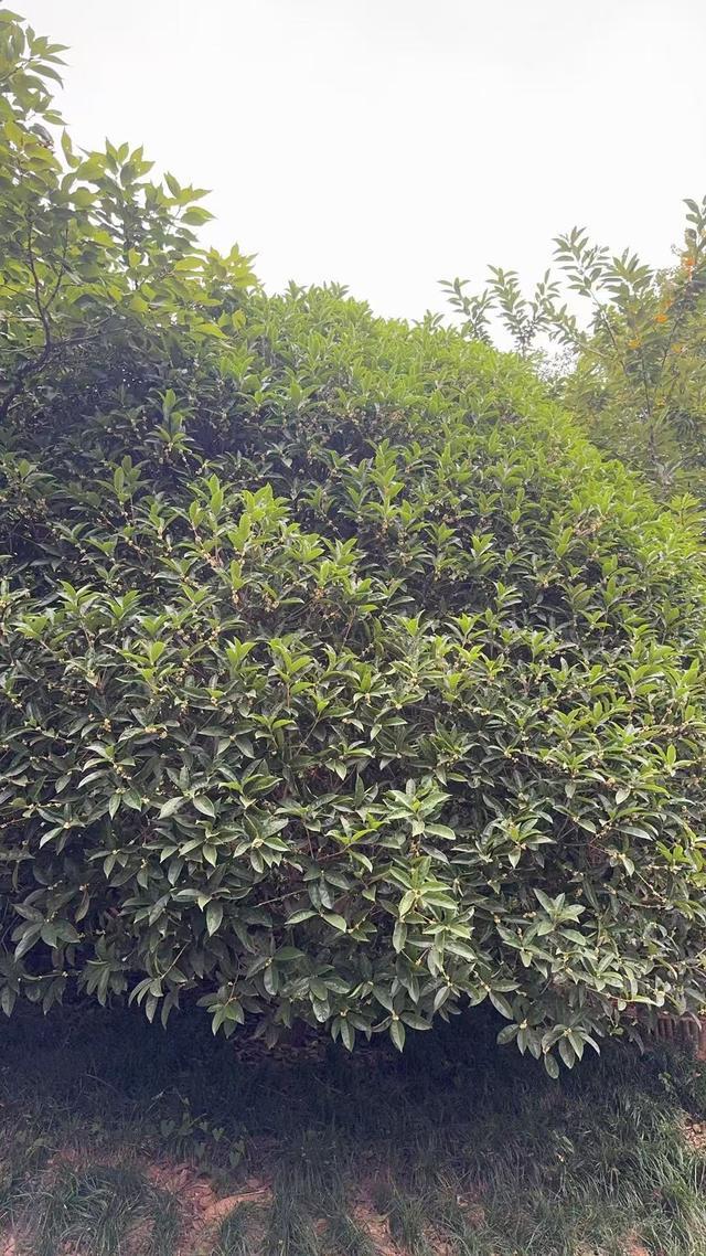○龟猴子园拂云亭旁的一株桂花开了不少，预测9月下旬全园桂花迎来盛花期。（图/龟猴子园）