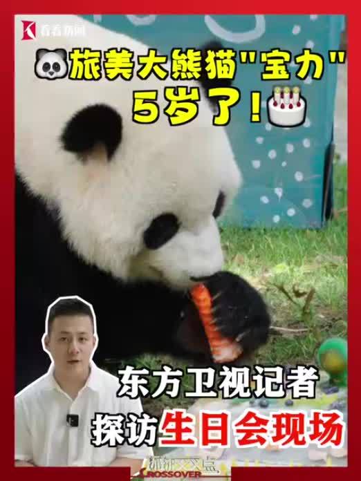 旅美大熊猫“宝力”5岁了！东方卫视驻美记者带你沉浸式体验生日会现场