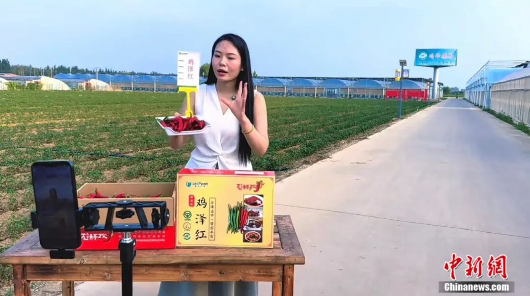 图为主播在辣椒地里直播卖辣椒。 田杏娇 摄