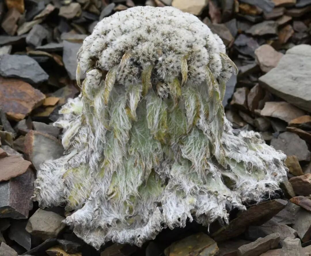 图为水母雪兔子。