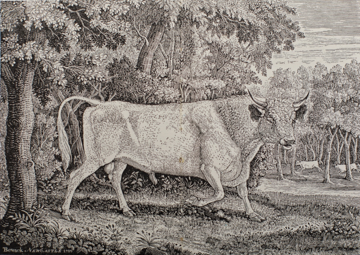 2《奇林汉的公牛》毕维克绘画刻制(1789年)18.1×24.4cm 木口木刻.jpg