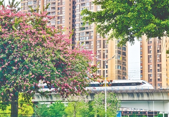 美丽异木棉迎来盛花期,连片粉紫繁花缀满枝头,为城市铺就一道浪漫的秋冬限定风景线。