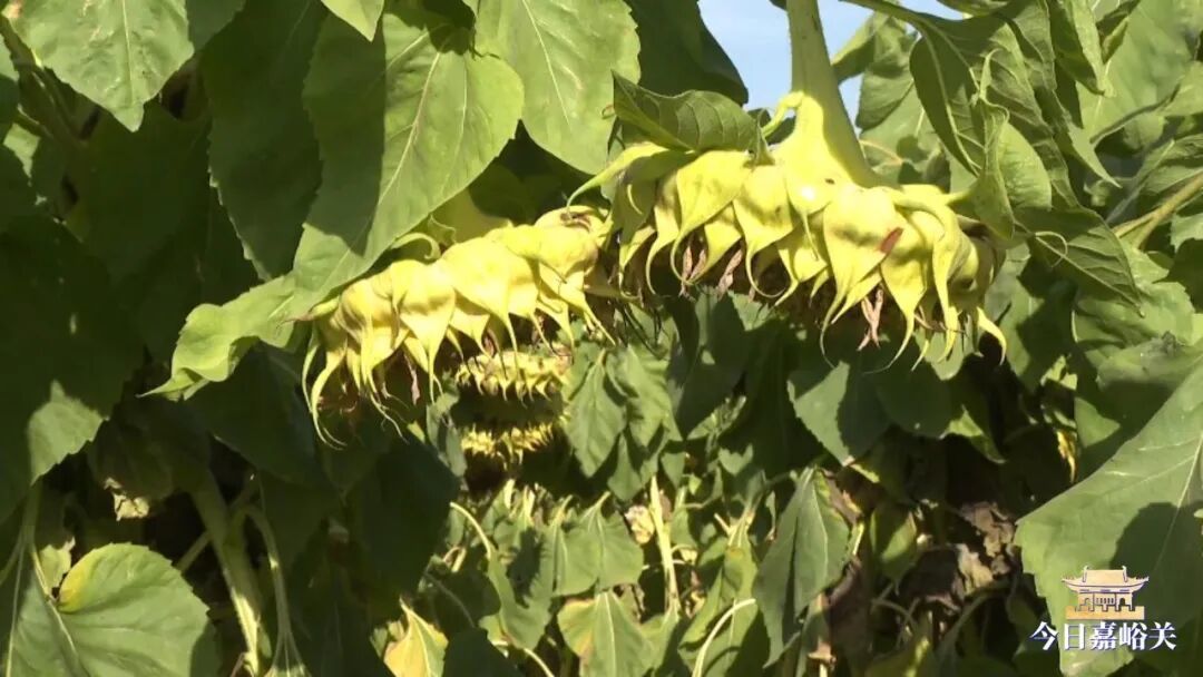 中沟葵花熟049_LOW_0.mp4_20261009_110840935.jpg
