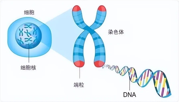 永生的海拉细胞 诞生至今已分裂达5000万吨!