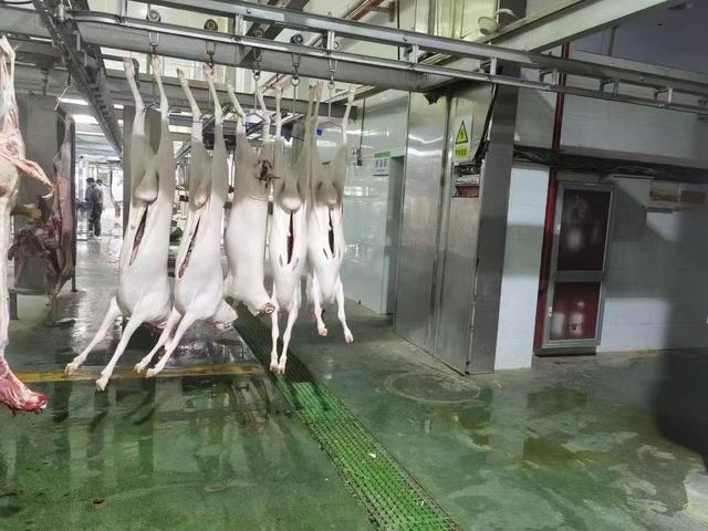 深夜正在运作的活羊屠宰流水线 受访者供图