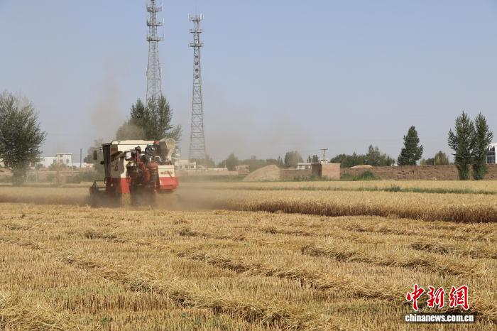 图为联合收割机在民勤县麦田中作业,确保优质小麦颗粒归仓。(资料图) 马爱彬 摄