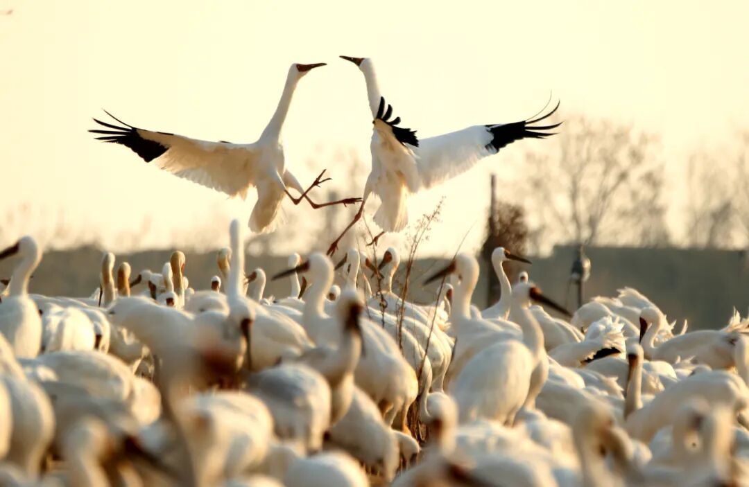 1月12日，江西上饶市余干县白鹤洲拍摄的候鸟 / 新华社发（曹正平摄）