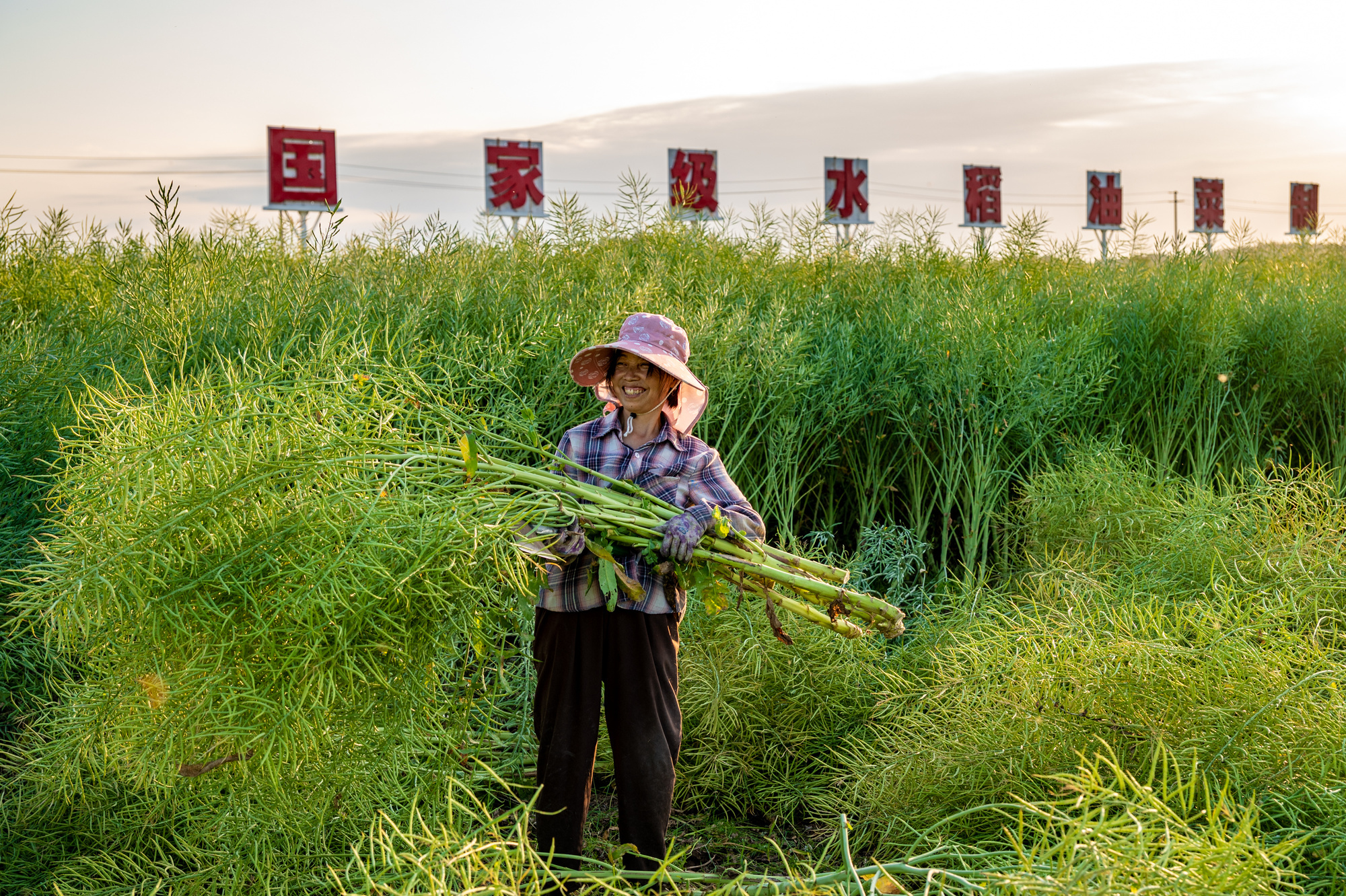 罗江区国家级水稻油菜制种基地内，金灿灿的油菜喜获丰收（央广网发 洪善俊 摄）