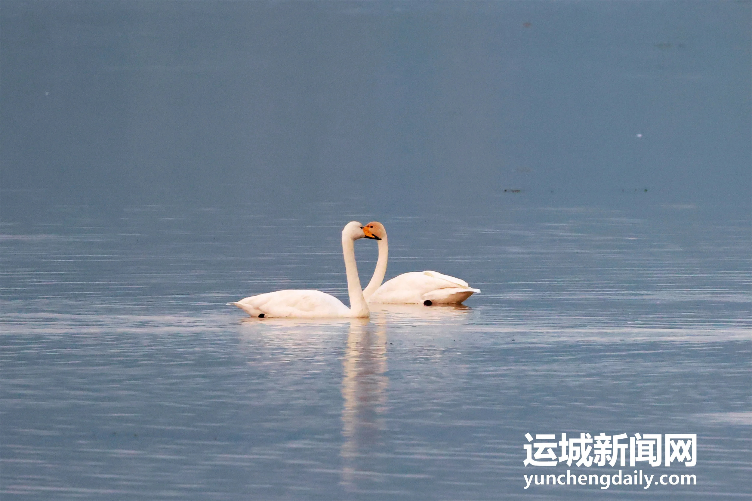 【天鹅栖三湾 湿地入画来】连日降温，百余只越冬的大天鹅如约飞抵平陆黄