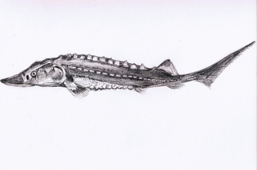 中华鲟生长较快，体型硕大，最大个体体长可达4米，体重可达680千克，最长寿命可达40龄以上 上海海洋大学学生手绘