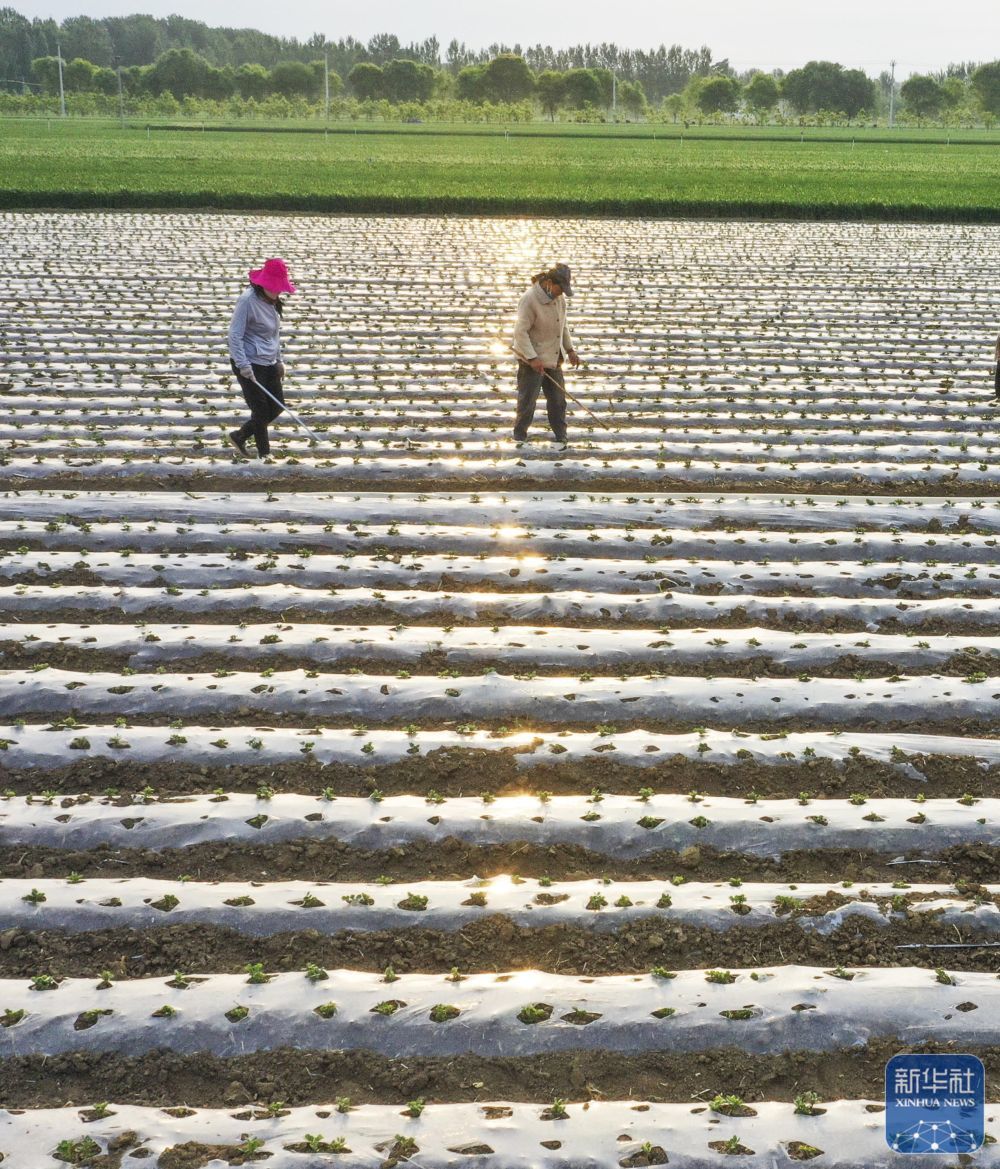 ↑ 5月6日，河北省遵化市东新庄镇农民在田间管护花生幼苗（无人机照片）。新华社发（刘满仓摄）