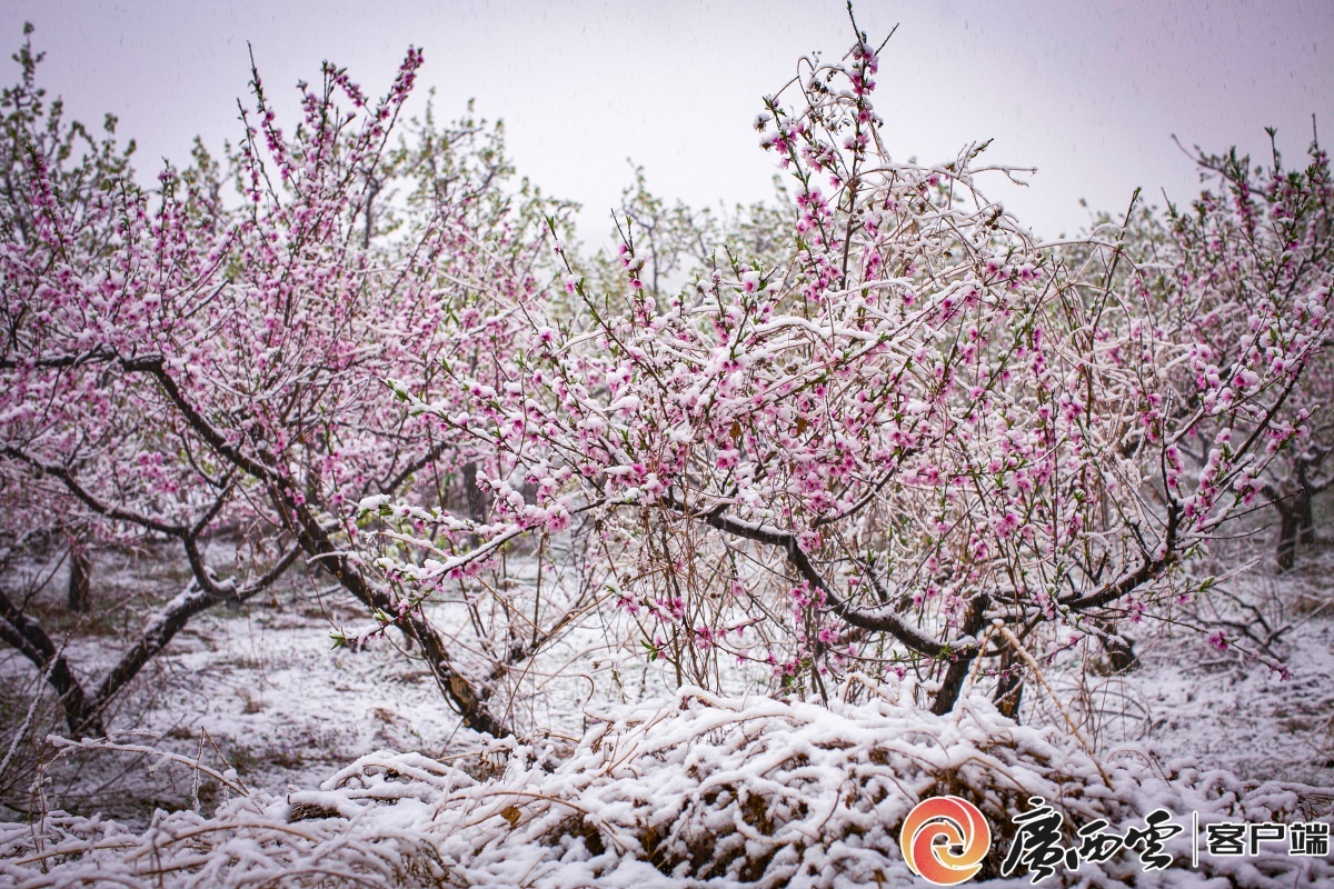 风刀霜剑严相逼，梅魂依旧笑冬深。毕建东 摄