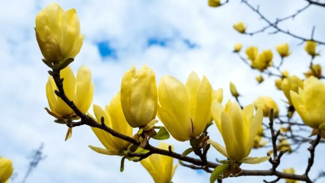 11 Different Types of Bright Yellow Magnolia Tree Varieties