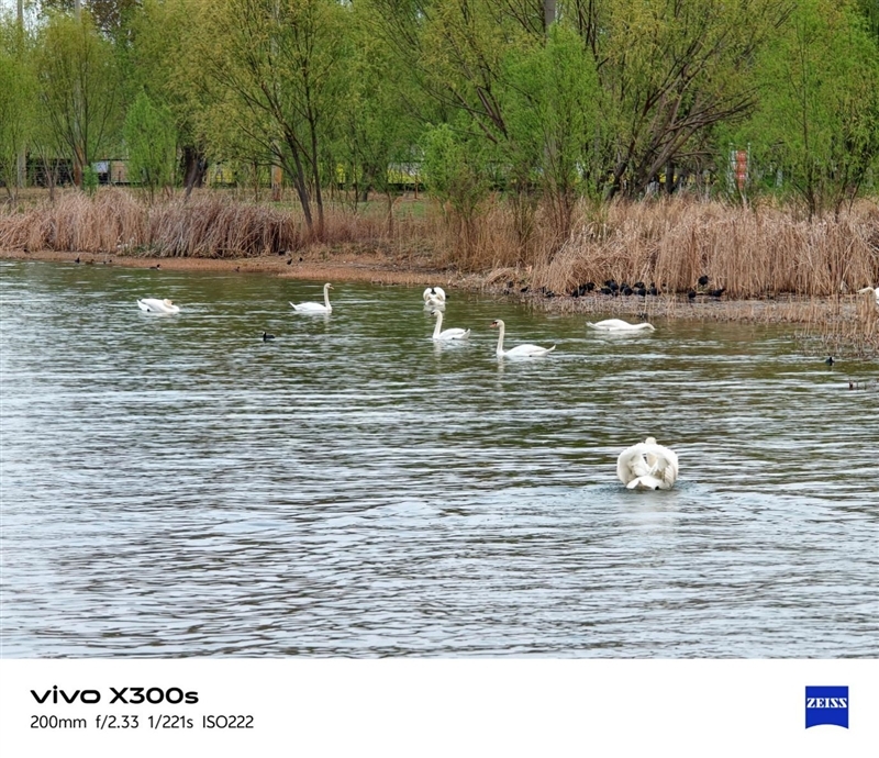 天玑9500搭配蔡司影像 vivo X300s手机全面评测:省心耐用的直屏主力机