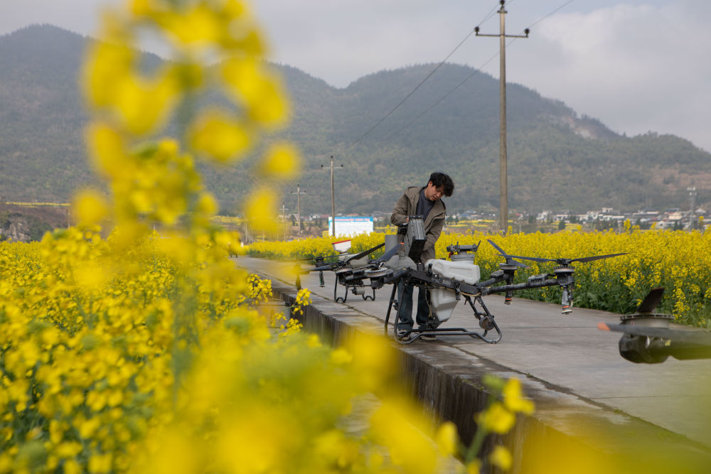 3月10日，在重庆市秀山土家族苗族自治县清溪场街道油菜种植基地，种植大户在给无人机安装电池，准备开展“一喷多促”田管作业。新华社发（胡程 摄）