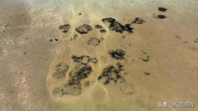 (深圳大亚湾的大鹏坝光片区出现海草床。)