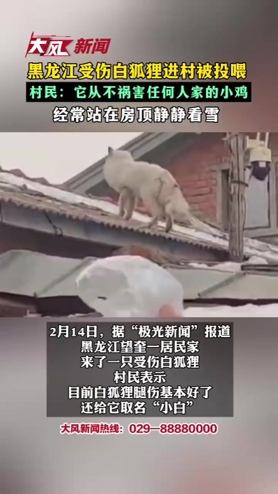 黑龙江受伤白狐狸进村被投喂，村民：它从不祸害任何人家的小鸡，经常站在房顶静静看雪