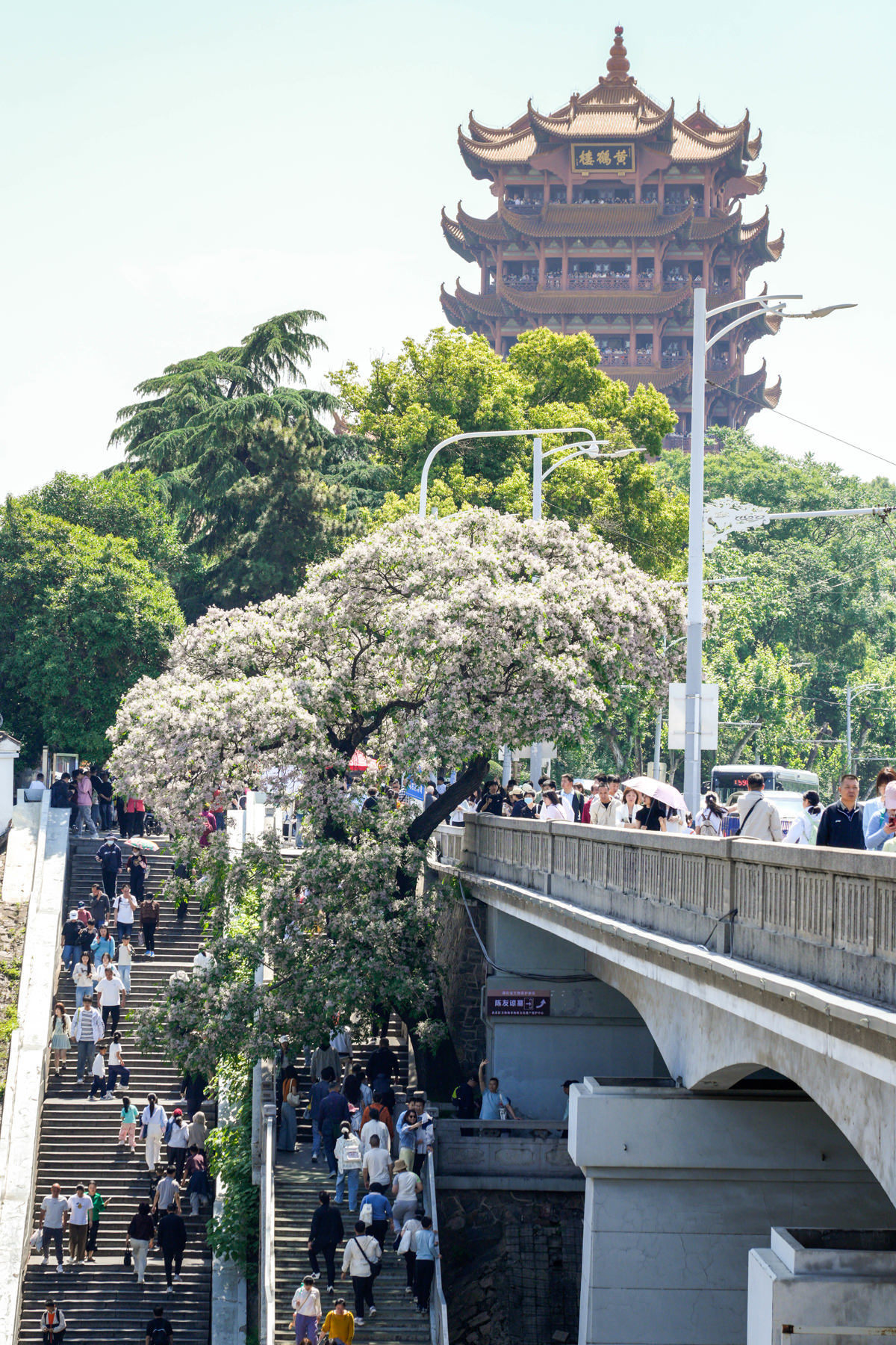 黄鹤楼苦楝花 (2).jpg