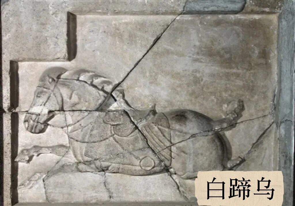 滑动查看昭陵六骏。来源/西安碑林博物馆