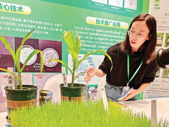 广州二向波农业科技有限公司展示超声波农作物对照组。惠州日报记者孙景禧 杨建业 摄
