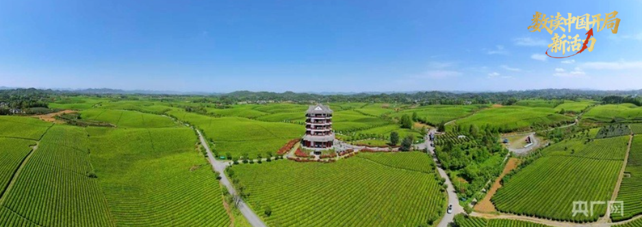 春日的湄潭万亩茶海绿浪翻涌（央广网记者 任振国 摄）