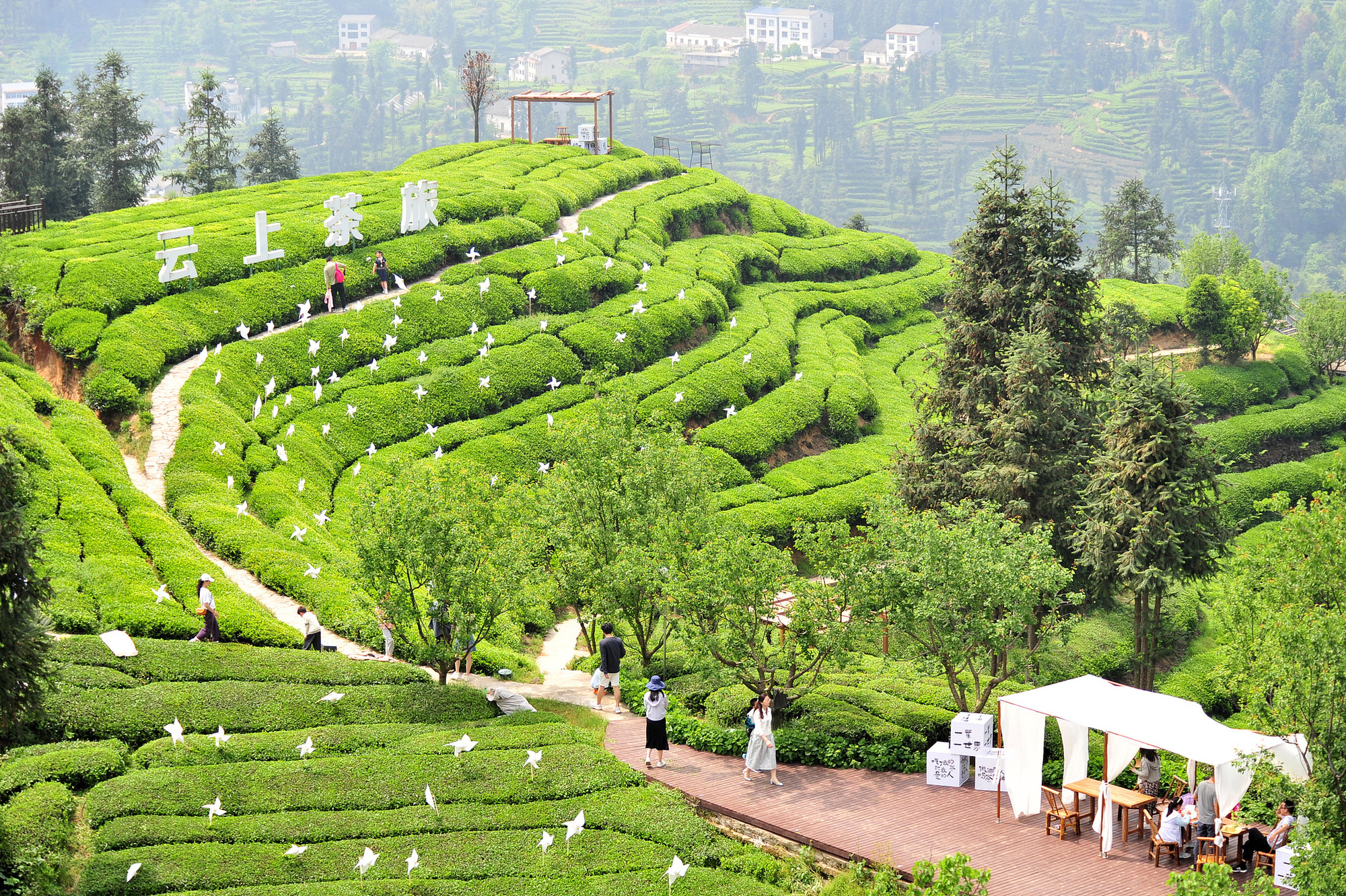 （湖北宜昌，游客“采茶春山上”，在茶垄间观光、采摘）