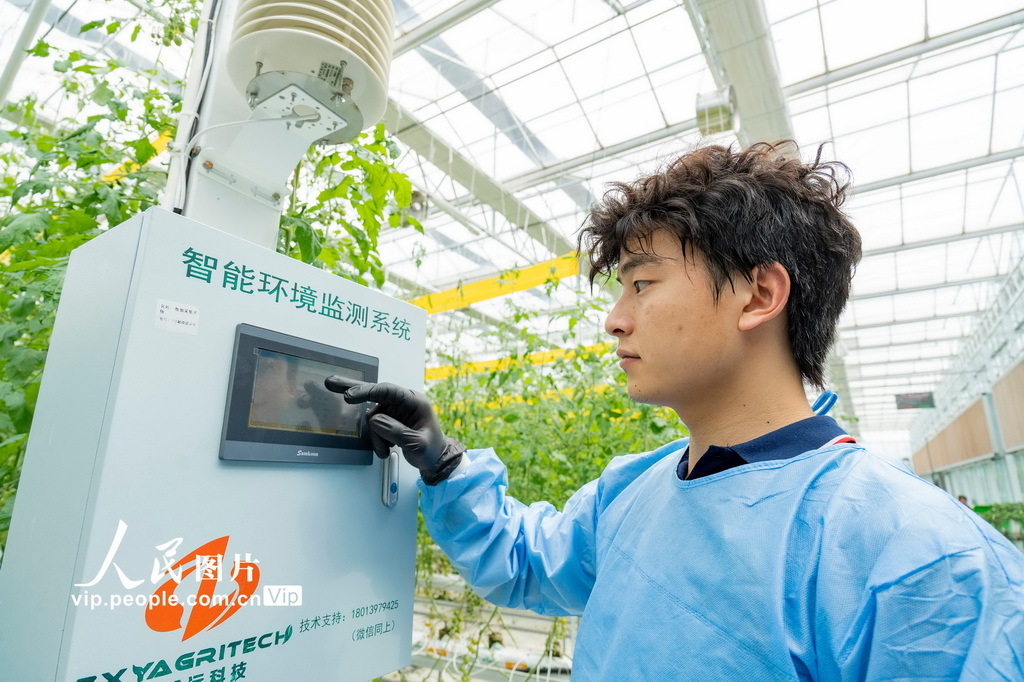 3月11日,江苏省南通市通州区十总镇圆宏万嘉智慧农业基地的智能大棚内,工人通过智能环境监测系统实时掌握棚内温湿度等数据信息。翟慧勇摄(人民图片网)