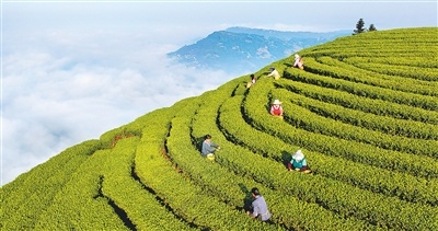 茶农在四川泸州市纳溪区护国镇德红村红岩子茶园采摘茶叶。四川泸州职业技术学院电气与电子工程学院印度籍教师 夏玛摄