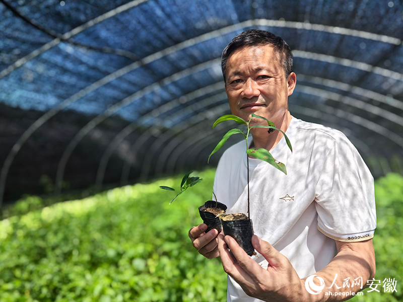 在育秧大棚,张文革捧着精心栽培的黄精幼苗。人民网记者 汪瑞华摄