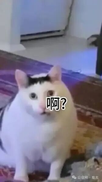 啊? #激情包#猫咪激情包- 抖音