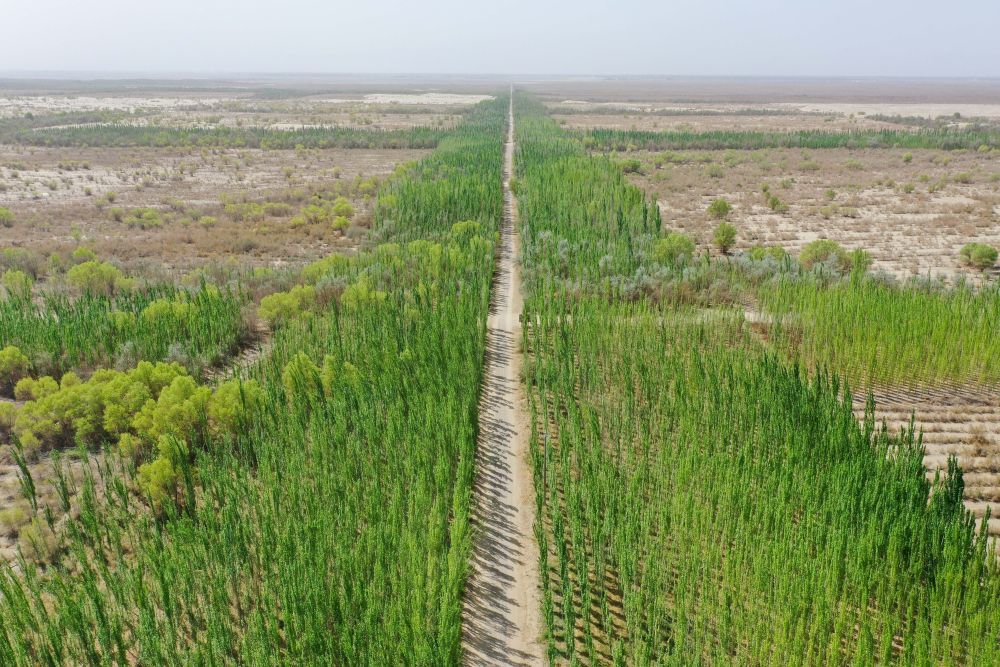 这是新疆喀什地区麦盖提县防风固沙生态林（4月17日摄，无人机照片）。　 新华社记者 丁磊 摄