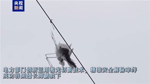候鸟倒悬被困高压线：激光精准切断技术助其成功脱困