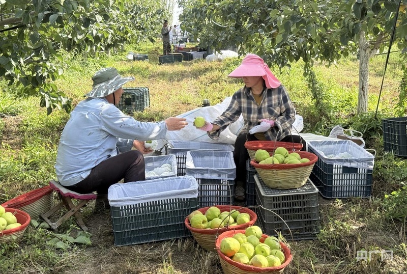 果农在梨园分拣、包装刚采摘的玉露香梨 (央广网发 祖丽皮耶·艾麦尔 摄)