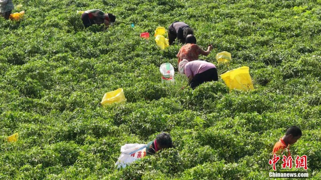 图为鸡泽县椒农正在采摘辣椒。 王超 摄