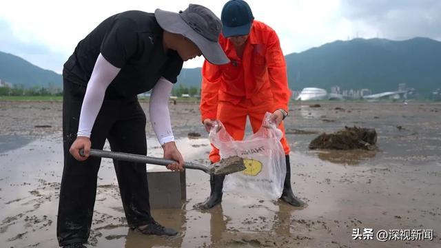 (海草床底泥采样)