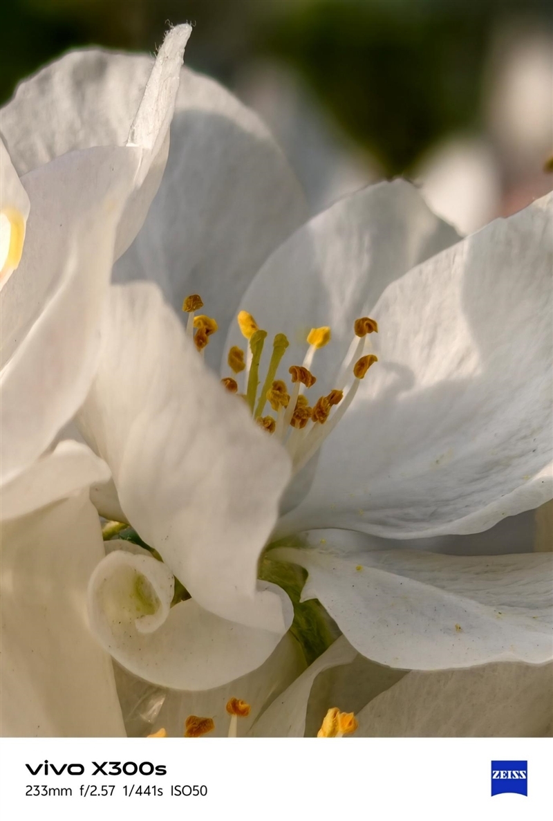 天玑9500搭配蔡司影像 vivo X300s手机全面评测:省心耐用的直屏主力机