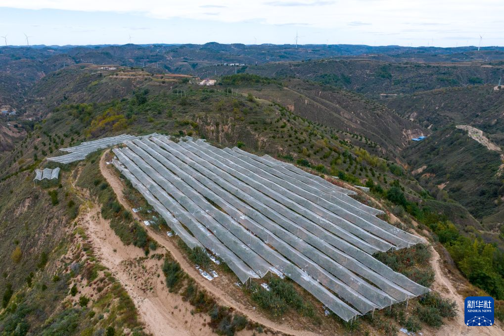 这是位于吴起县南沟村的一处山地苹果园（10月2日摄，无人机照片）。新华社记者 邹竞一 摄