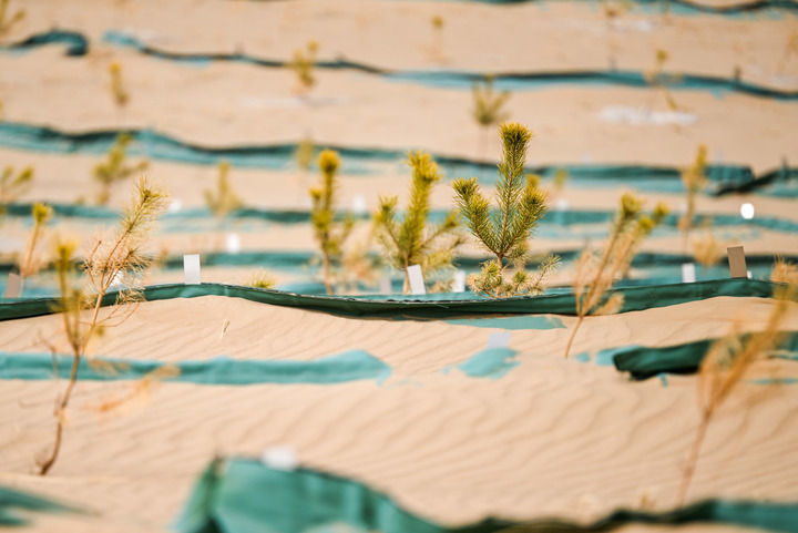 2024年3月27日在内蒙古通辽市科尔沁区大林镇科尔沁沙地治理项目区拍摄的栽植在羽翼袋沙障内的樟子松。新华社记者 连振 摄