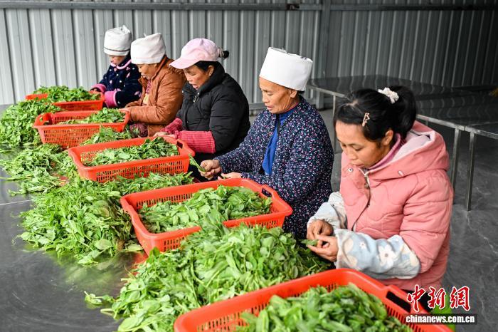 1月15日,工人在贵州省黔南州龙里县湾滩河镇园区村加工点加工豌豆尖。 中新社记者 瞿宏伦 摄