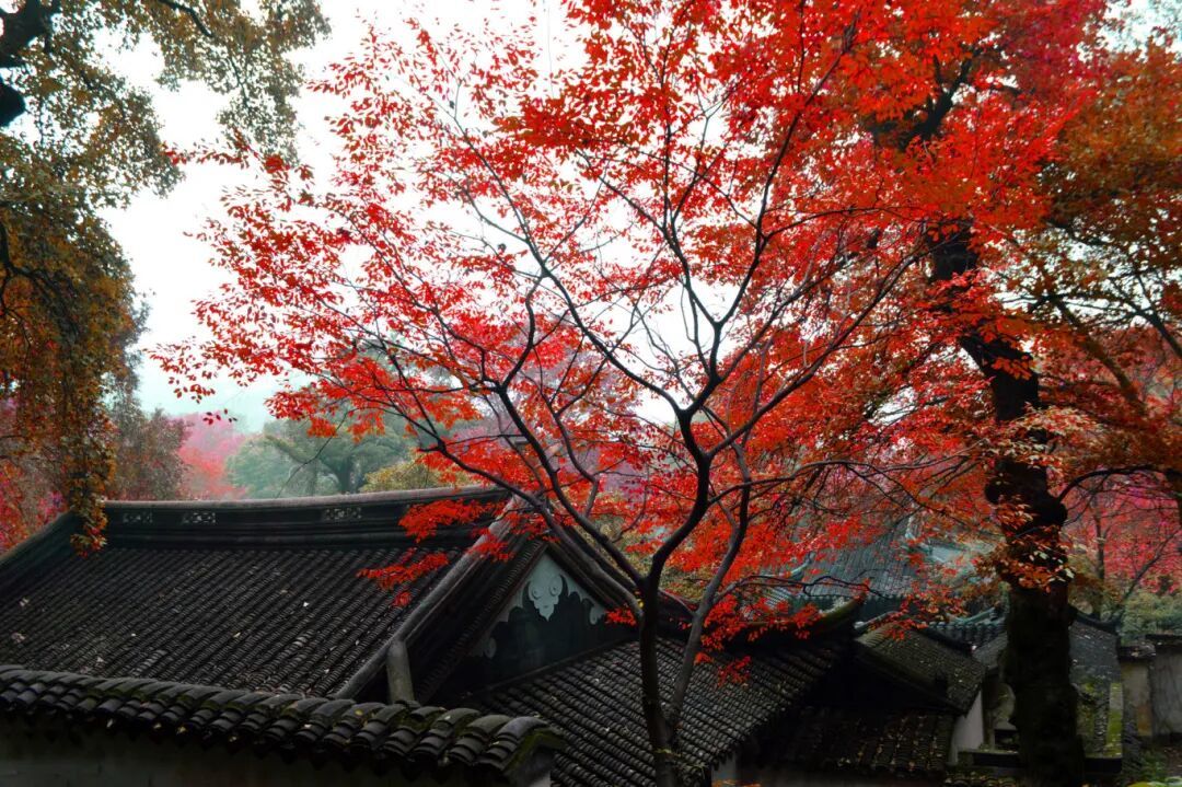 摄图网_500645213_苏州天平山秋日红叶(企业商用).jpg