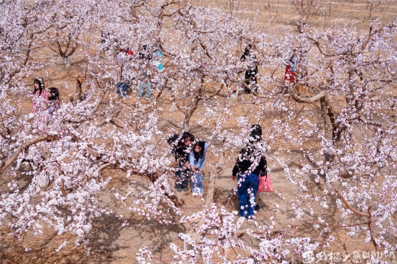 托克逊县夏镇南湖村，游客在杏园里拍照游玩。杨斌摄