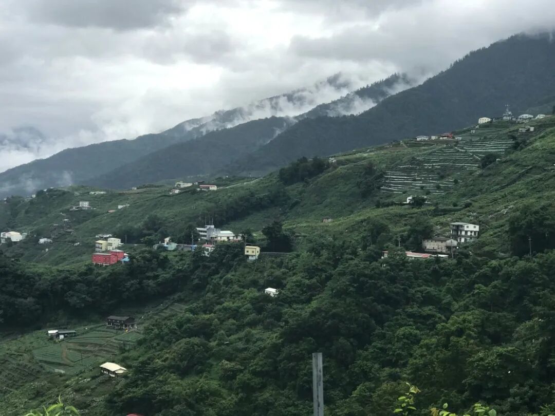 照片中下方那片森林就是阿宝果园所在地，她家屋顶即将被绿荫蔓过。摄影／杨语芸 上下游新闻总编辑