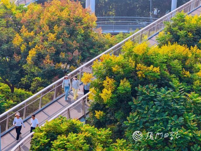 厦门日报拍客 芸熙奇迹 摄