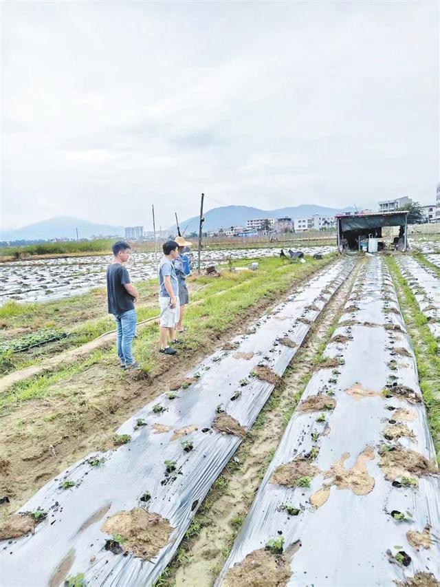 青瓜苗在地里“安家”。