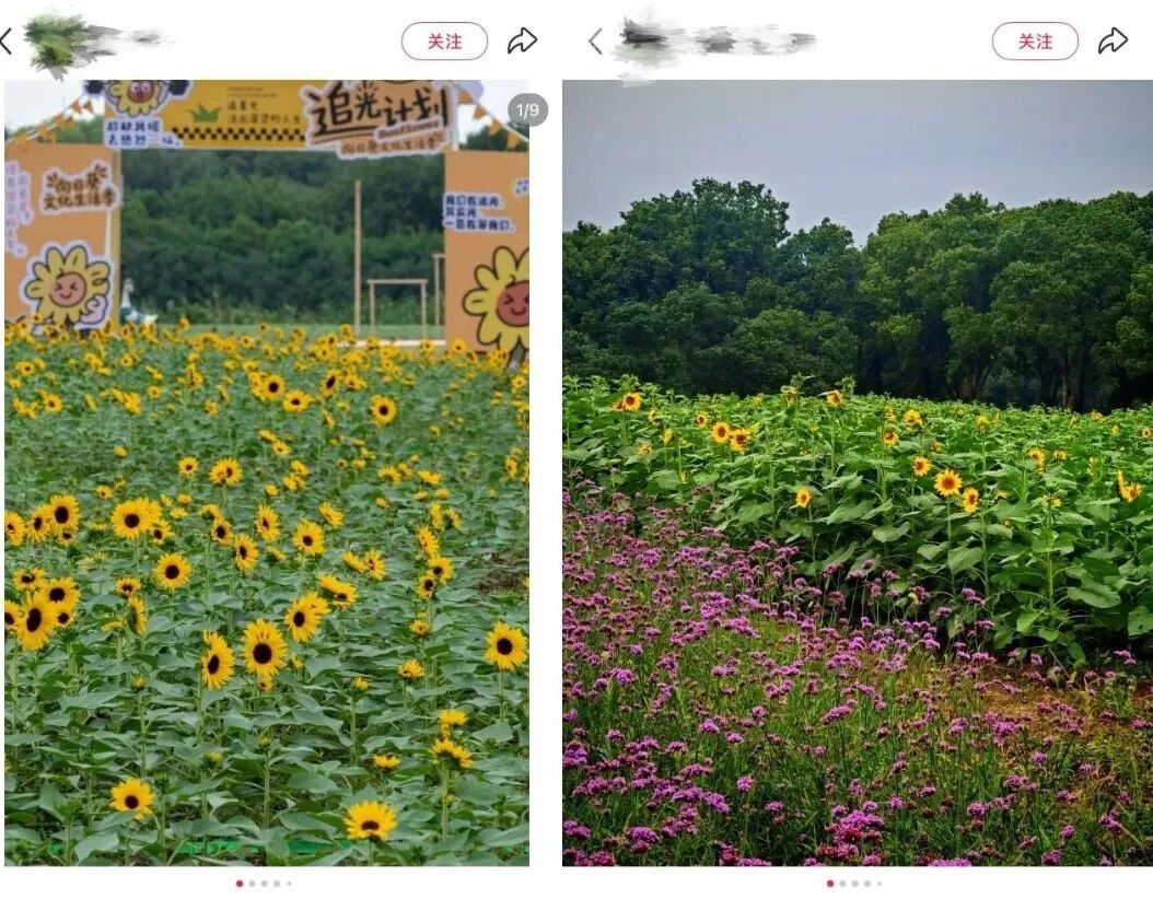 向日葵1_副本.jpg