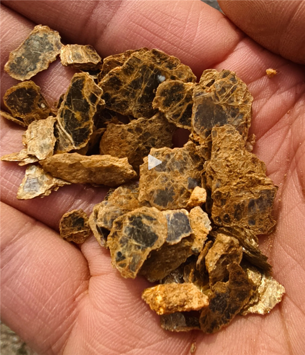 8岁男孩爬山识草预判山下藏金矿 与AI给出的结果高度吻合