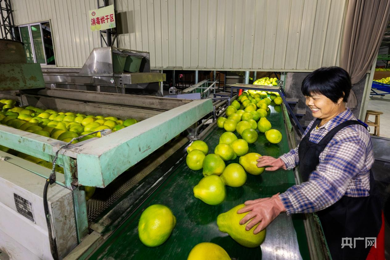 在梅县区金柚产业园内,工作人员对采摘回来的金柚进行清洗、分级(央广网发 连志城 摄)
