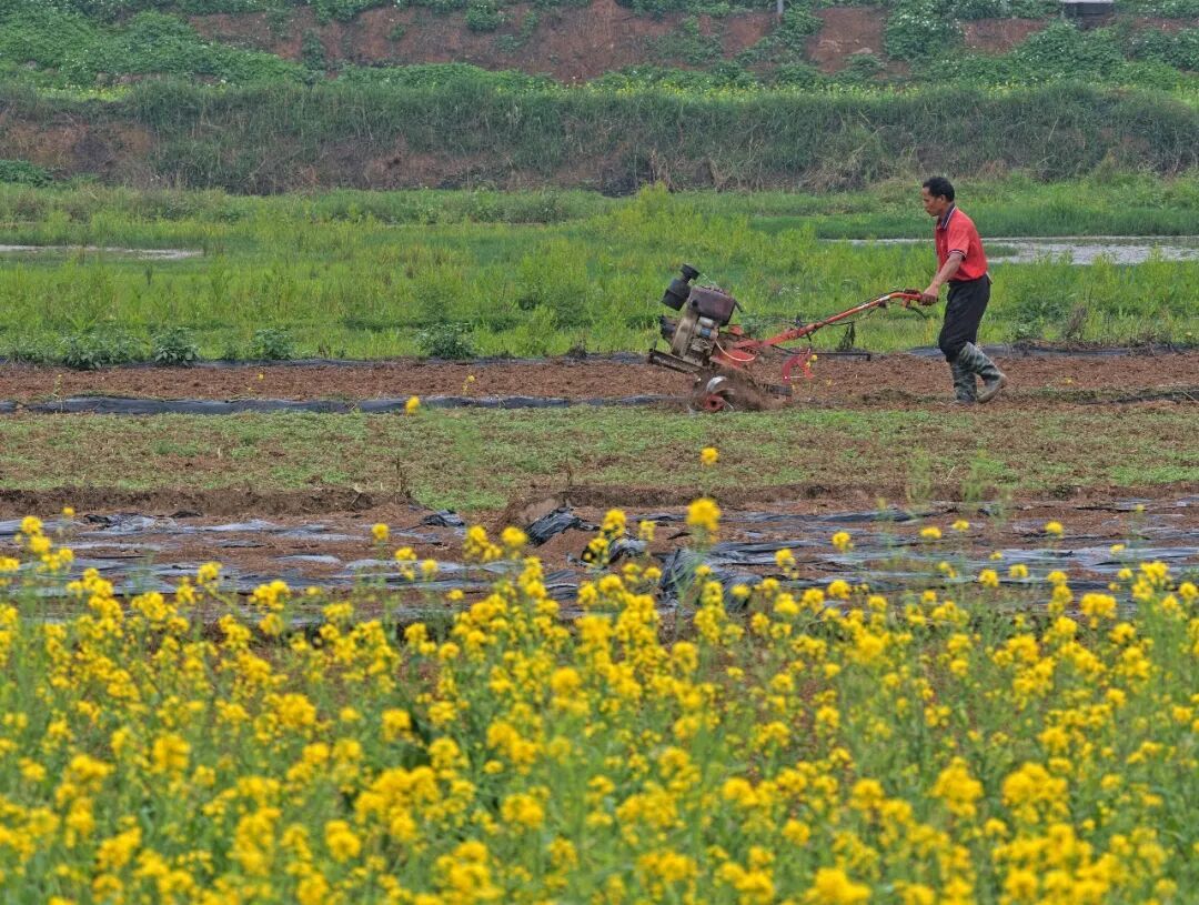 村民在广西南宁市邕宁区蒲庙镇田园里耕作/新华社记者 周华 摄