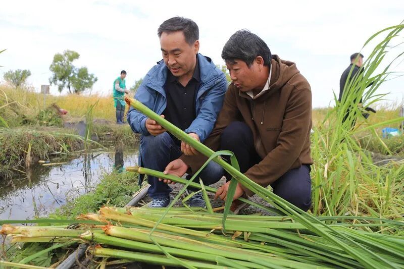 专家说茭白成色不错。田宏 摄