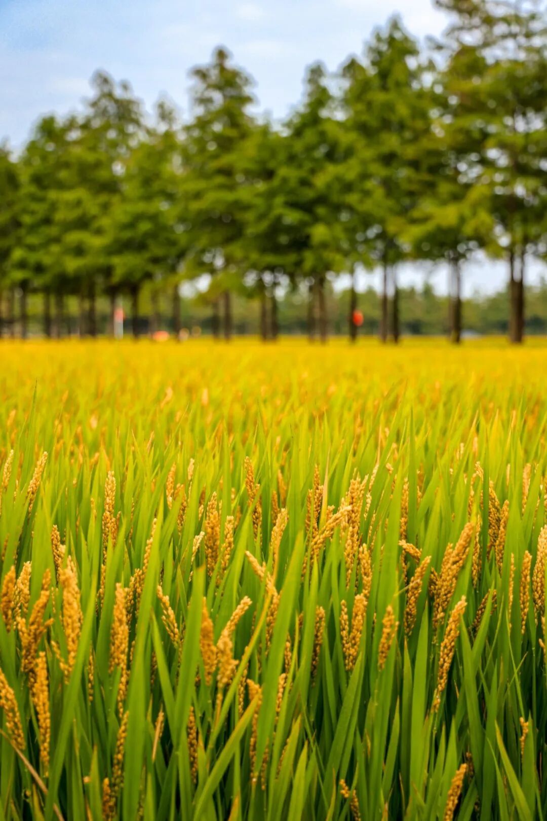 10.13 宝山花红村 朱旭洁摄 (5 - 30).jpg